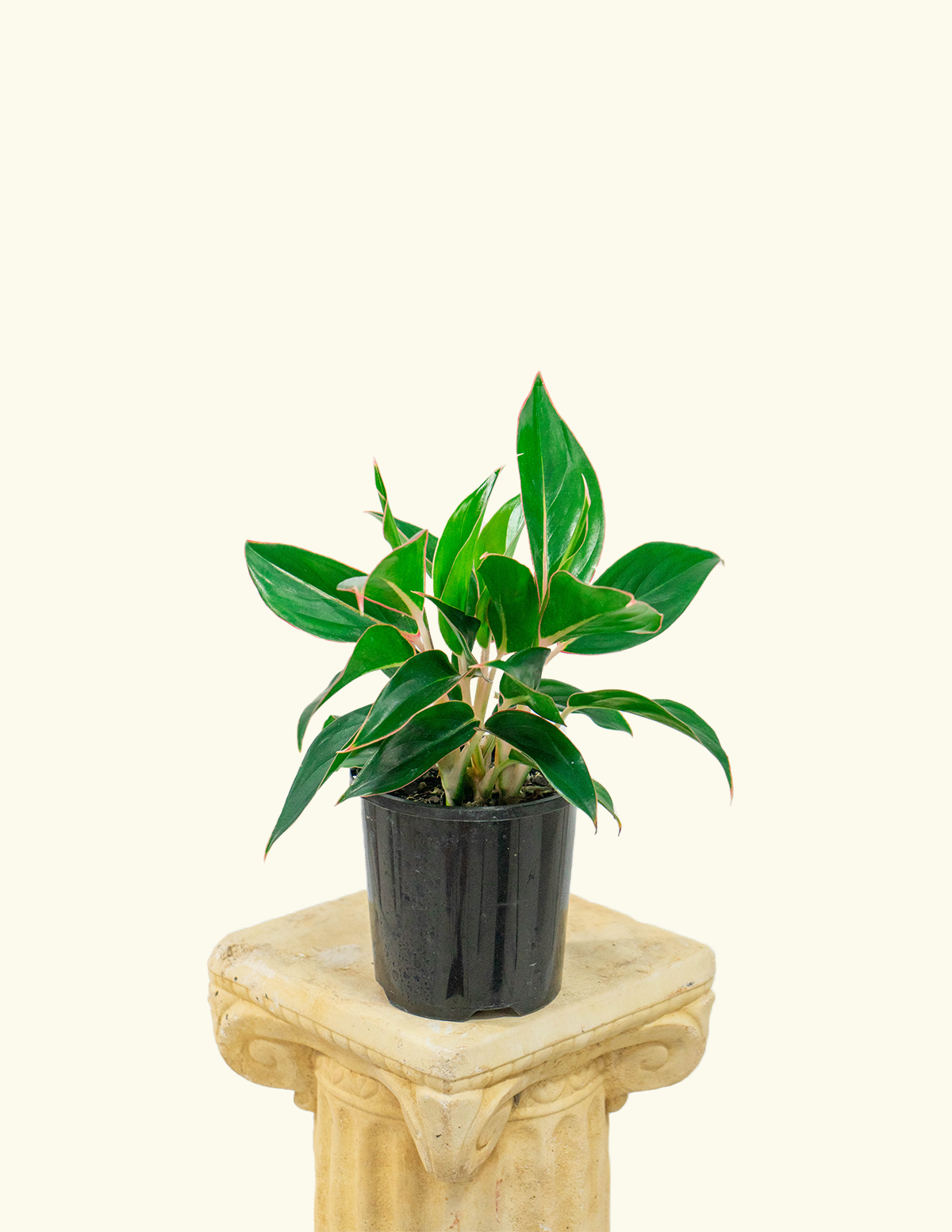 Aglaonema Sapphire