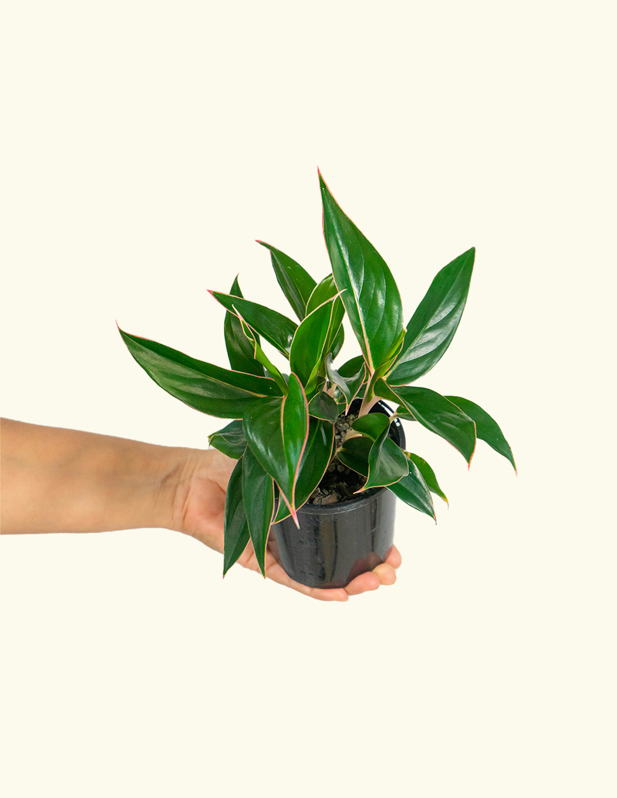 Aglaonema Sapphire