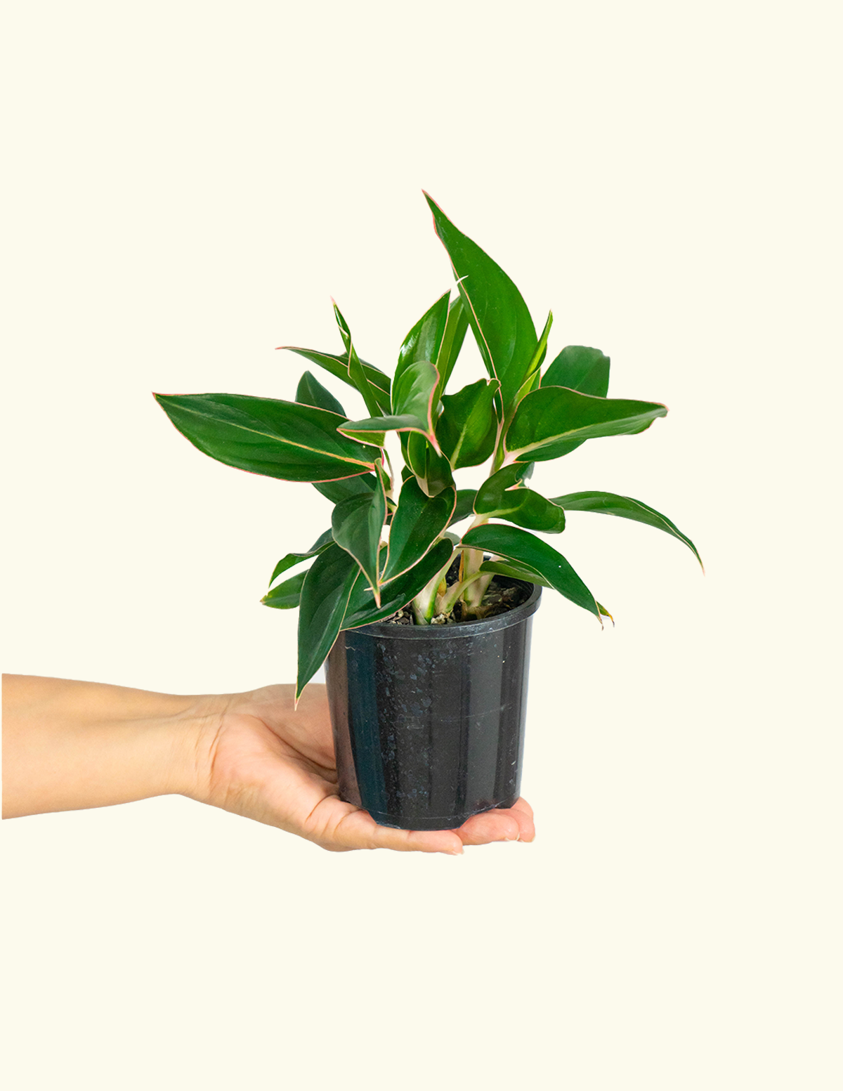 Aglaonema Sapphire