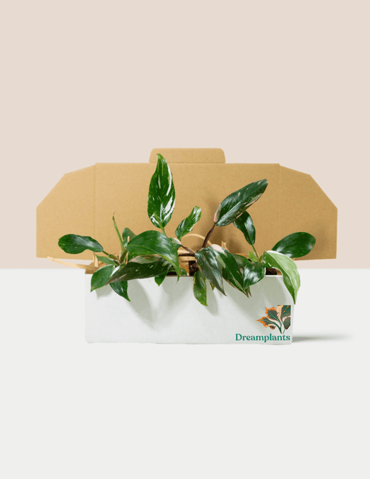 Rare Philodendron Pack - Dreamplants